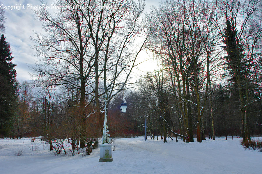 Landscape, Nature, Scenery, Birch, Tree, Wood, Forest
