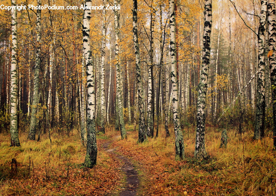 Birch, Tree, Wood, Forest, Vegetation
