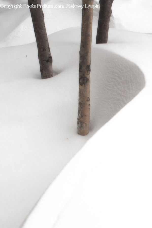 Birch, Tree, Wood, Cushion, Home Decor, Pillow