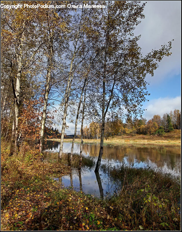 Land, Marsh, Outdoors, Swamp, Water, Birch, Tree
