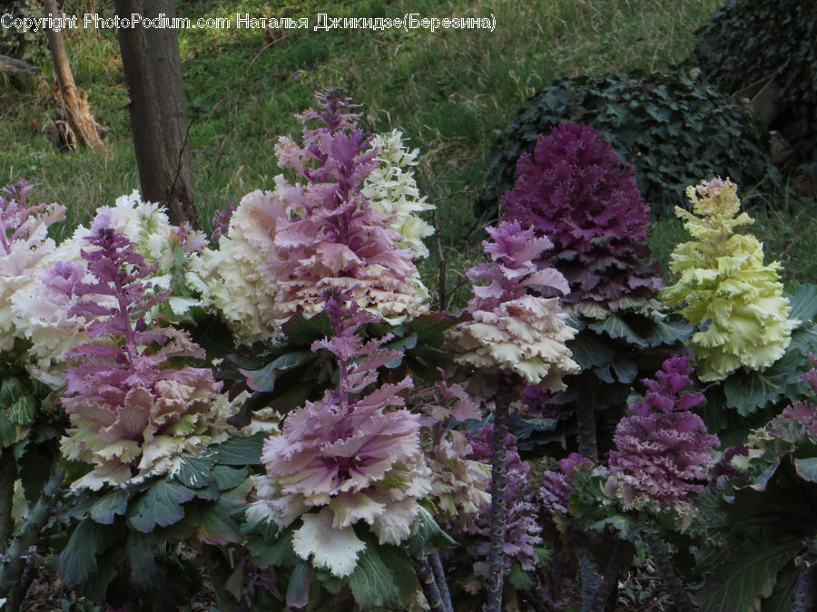 Cabbage, Kale, Produce, Vegetable, Blossom, Flora, Flower