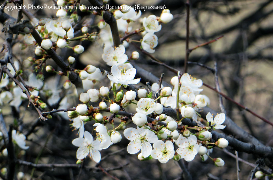 Blossom, Flora, Flower, Plant, Potted Plant, Cherry Blossom, Petal