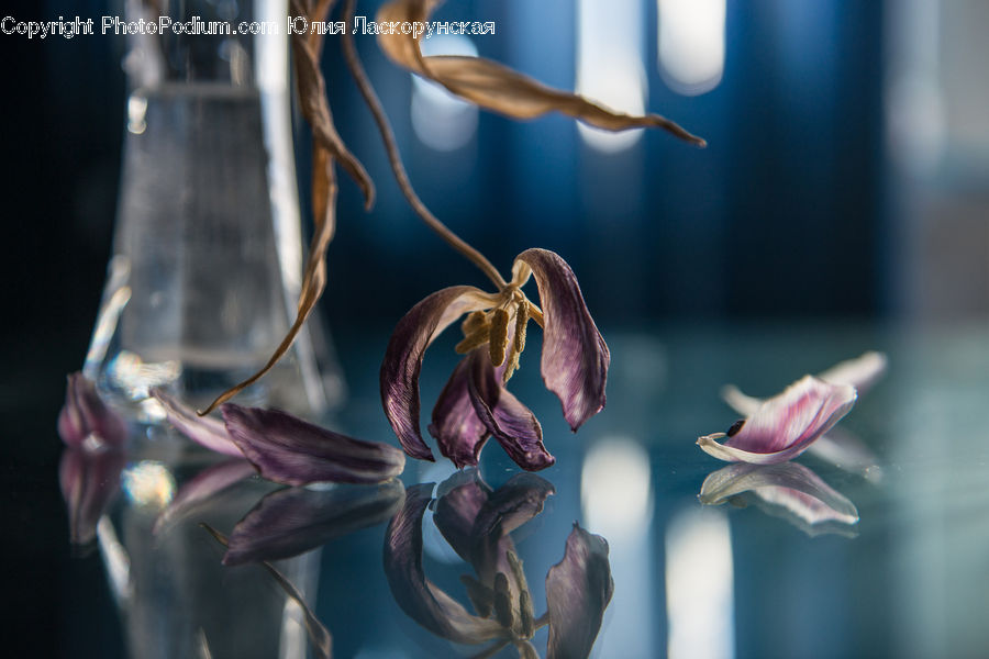 Blossom, Flora, Flower, Petal, Plant, Bud, Garlic