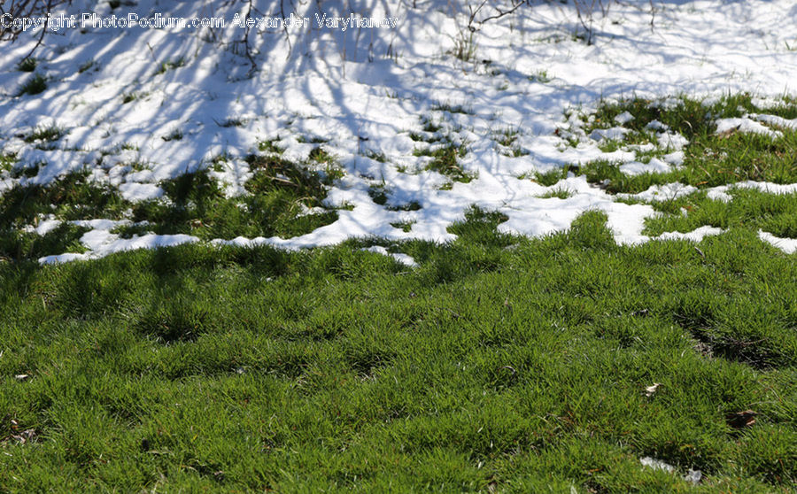 Conifer, Fir, Plant, Tree, Field, Grass, Grassland
