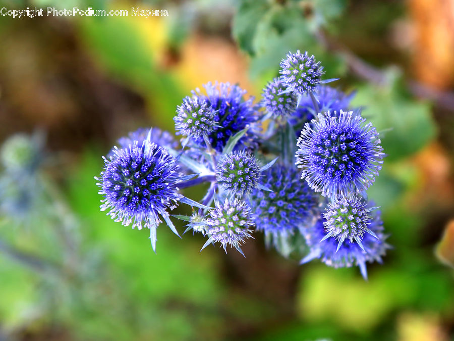 Plant, Blossom, Flora, Flower, Lavender, Aster, Thistle