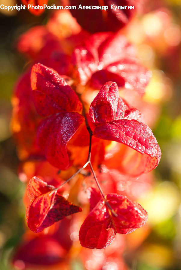 Plant, Blossom, Flora, Flower, Petal, Pollen, Maple