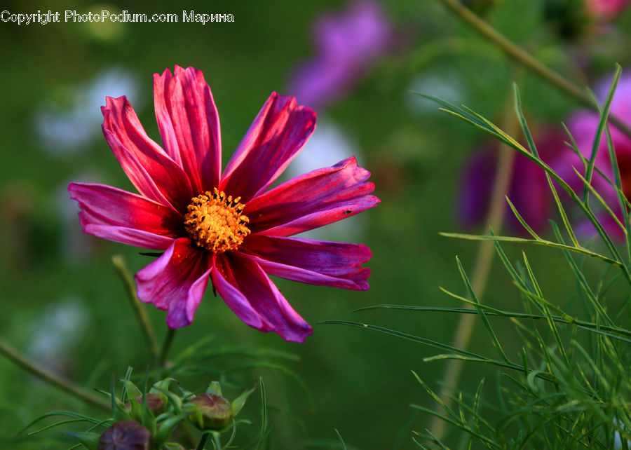 Cosmos, Asteraceae, Blossom, Flora, Flower, Plant, Aster