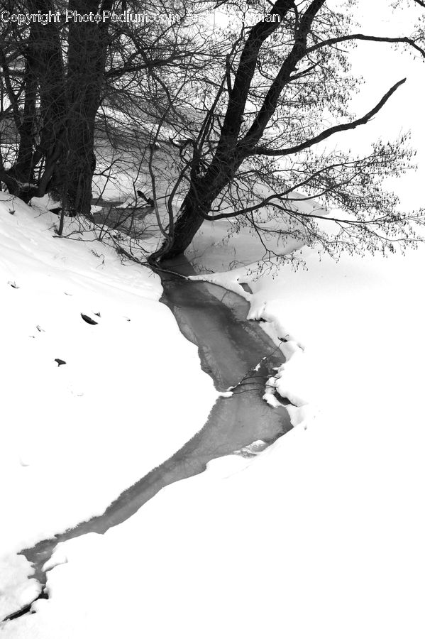 Ice, Outdoors, Snow, Plant, Tree, Conifer, Fir