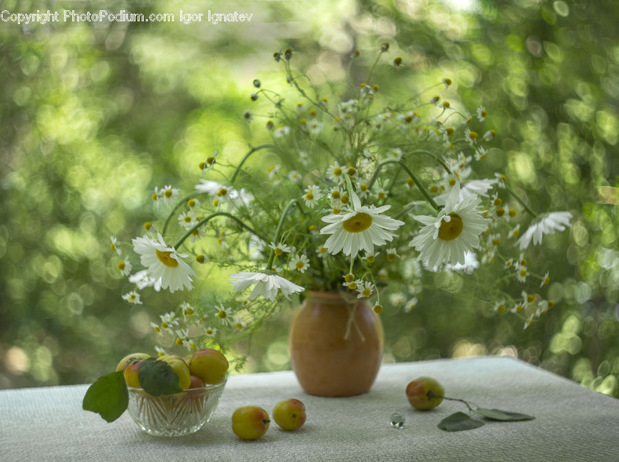 Plant, Potted Plant, Citrus Fruit, Fruit, Grapefruit, Daisies, Daisy