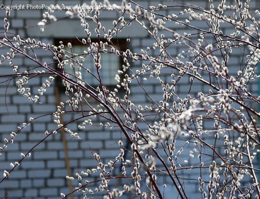 Frost, Ice, Outdoors, Snow, Blossom, Flora, Flower