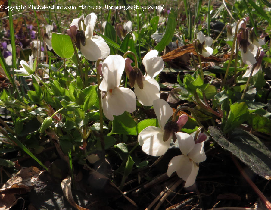 Blossom, Crocus, Flora, Flower, Plant, Floral Design, Flower Arrangement