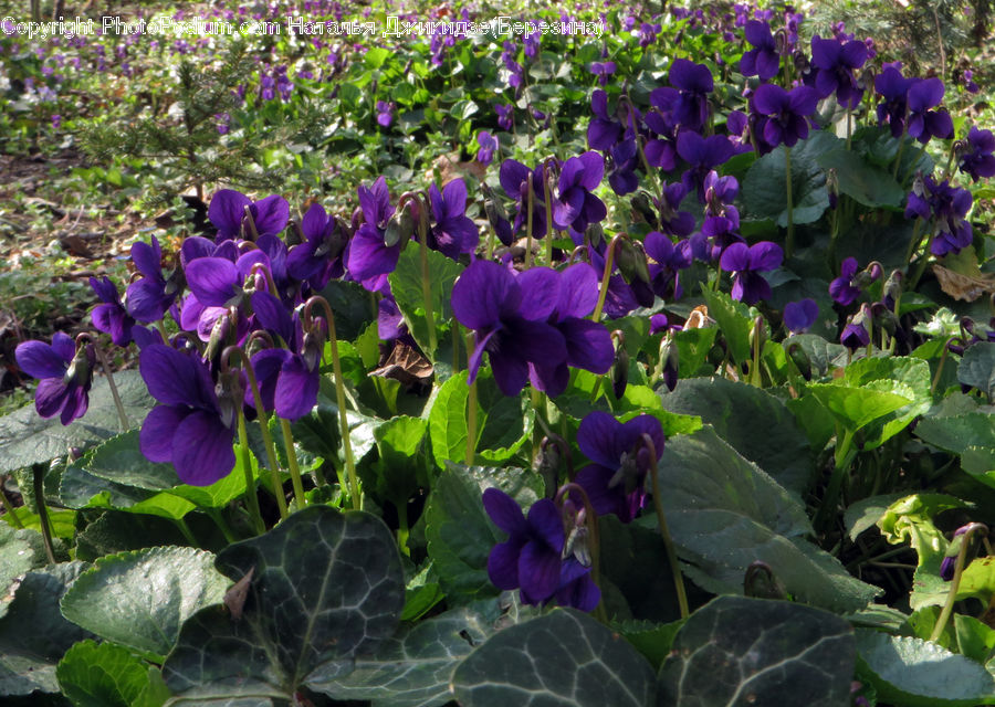 Blossom, Flora, Flower, Plant, Violet, Crocus, Geranium