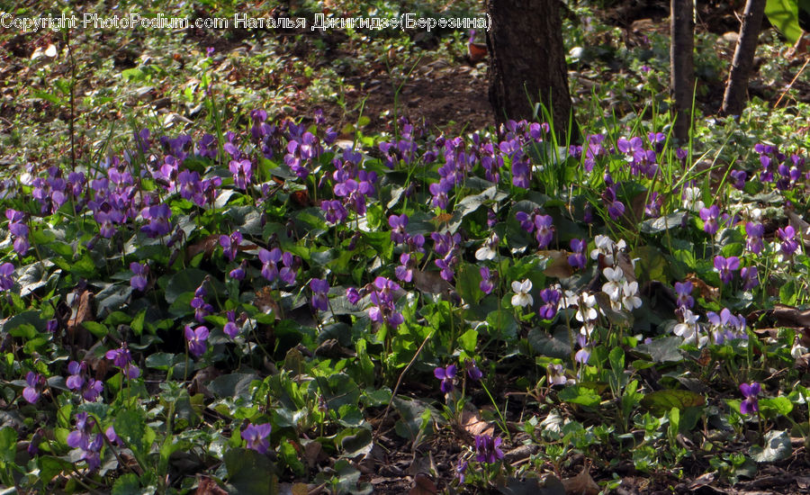 Blossom, Crocus, Flora, Flower, Plant, Violet, Geranium