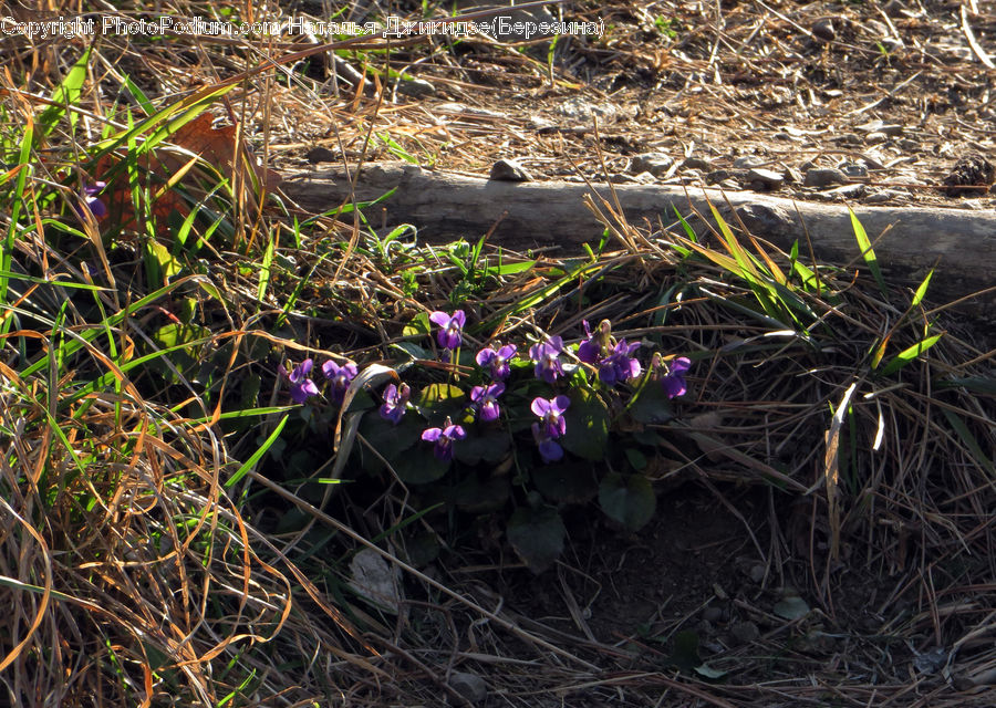 Blossom, Crocus, Flora, Flower, Plant, Violet, Field