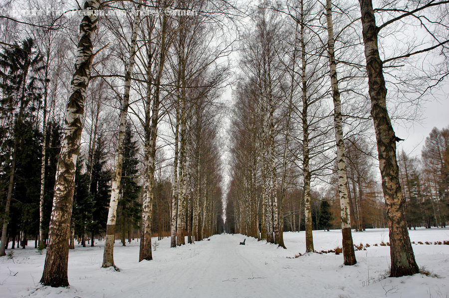 Birch, Tree, Wood, Forest, Vegetation, Grove, Land