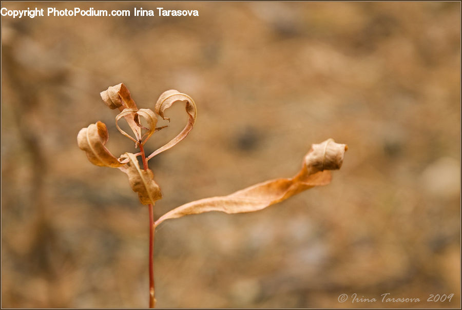 Blossom, Flora, Flower, Plant, Fiber, Flax, Weed