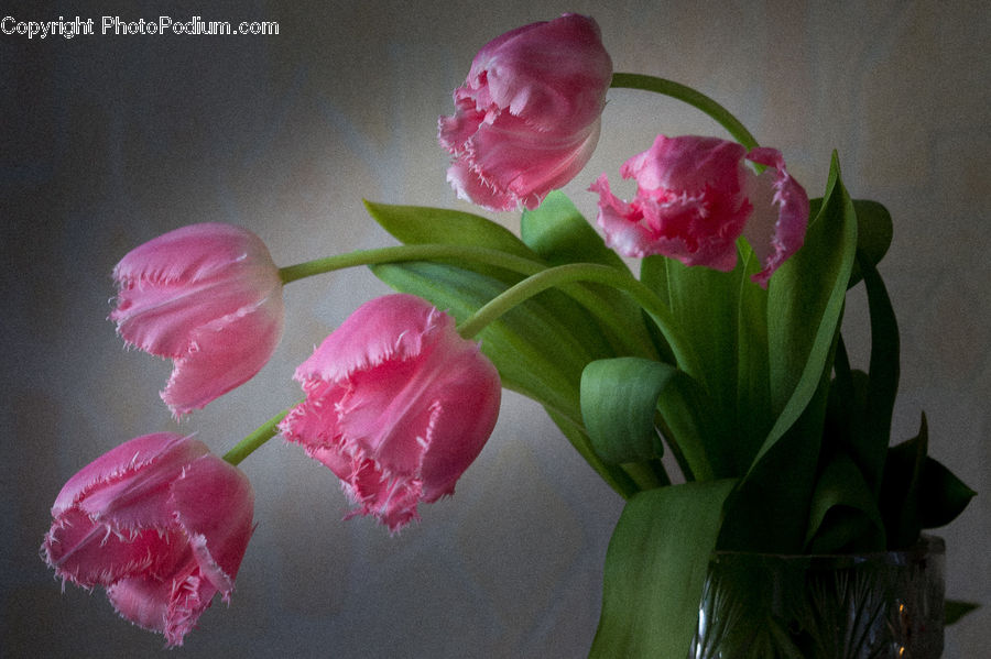 Plant, Potted Plant, Blossom, Flora, Flower, Tulip, Carnation