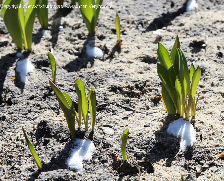Soil, Cactus, Plant, Sprout, Blossom, Daffodil, Flora