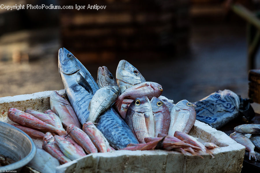 Basket, Food, Seafood, Iguana, Lizard, Reptile, Crab