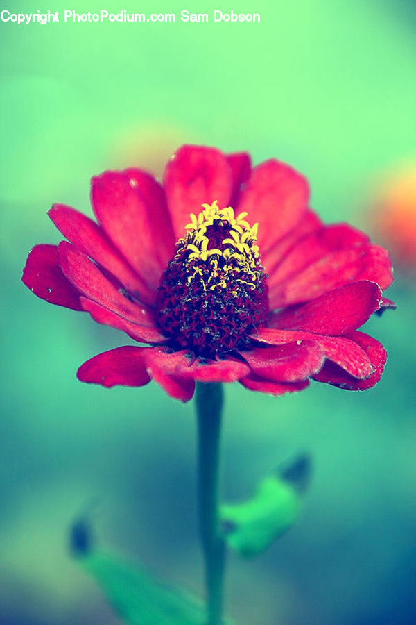 Flora, Pollen, Cosmos, Blossom, Flower, Peony, Plant