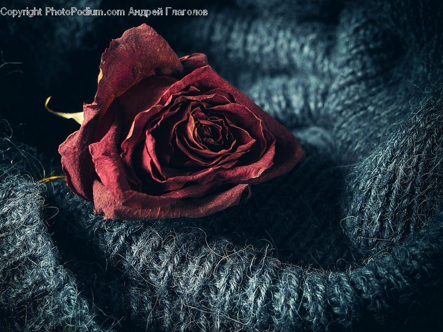 Blossom, Flower, Plant, Rose, Flower Arrangement, Flower Bouquet, Carnation