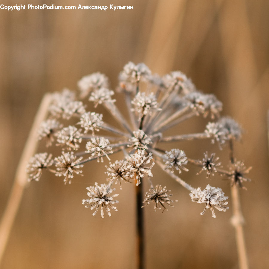 Dill, Plant, Frost, Ice, Outdoors, Snow, Blossom