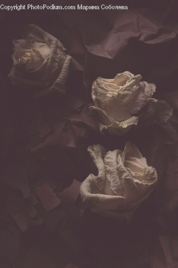 People, Person, Human, Blossom, Flower, Peony, Plant