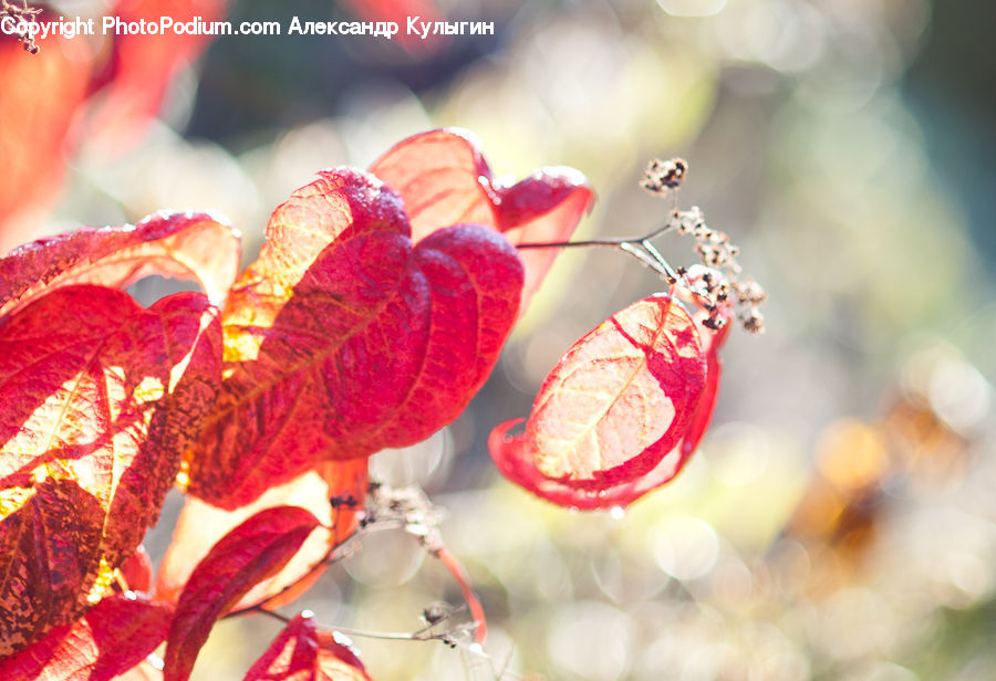 Droplet, Blossom, Flora, Flower, Plant, Ornament, Bling