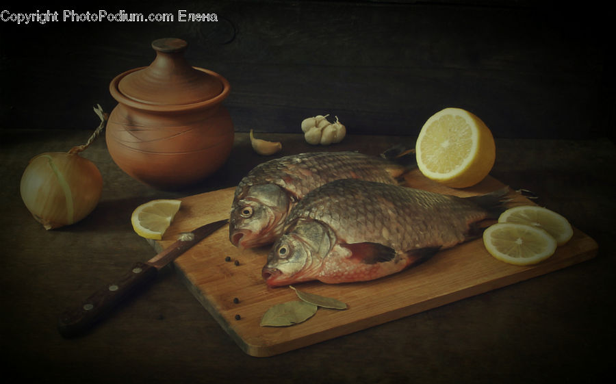 Carp, Fish, Sea Life