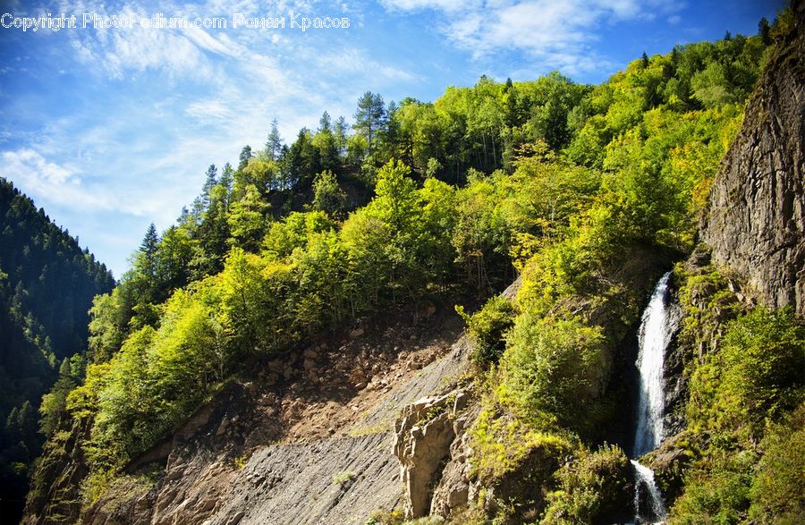 Conifer, Fir, Plant, Tree, Larch, Wood, Forest