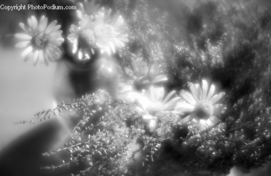 Blossom, Flora, Flower, Petal, Plant, Anther, Crystal
