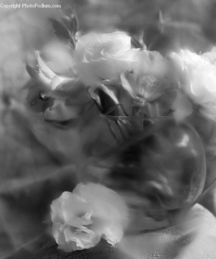 Blossom, Flower, Peony, Plant, Daffodil, Flora, Petal