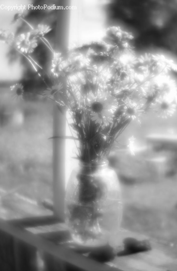 Plant, Potted Plant, Grass, Reed, Dandelion, Flower, Blossom