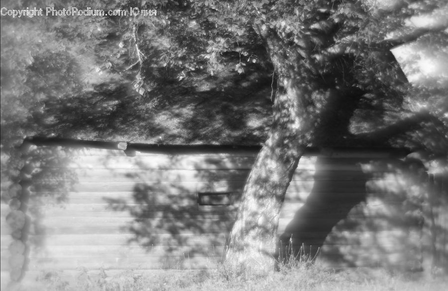 Oak, Tree, Wood, Plant, Outdoors, Countryside, Forest