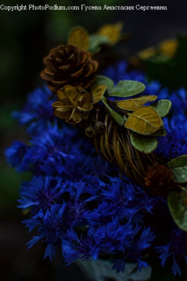Blossom, Flora, Flower, Geranium, Plant, Conifer, Fir