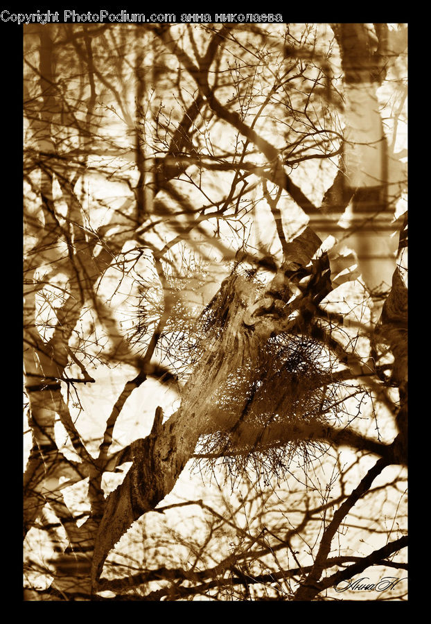 Conifer, Fir, Plant, Tree, Birch, Wood, Tree Trunk