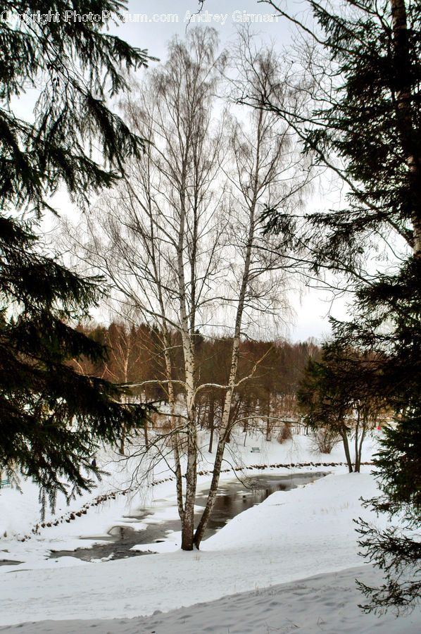 Birch, Tree, Wood, Conifer, Fir, Plant, Ice
