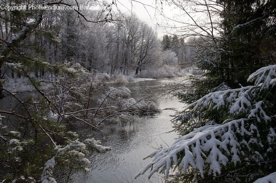 Ice, Outdoors, Snow, Frost, Conifer, Fir, Plant