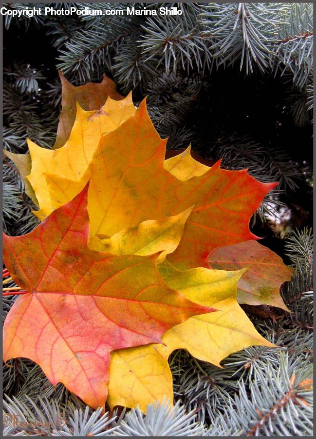 Maple, Maple Leaf, Plant, Art, Modern Art, Aloe, Conifer