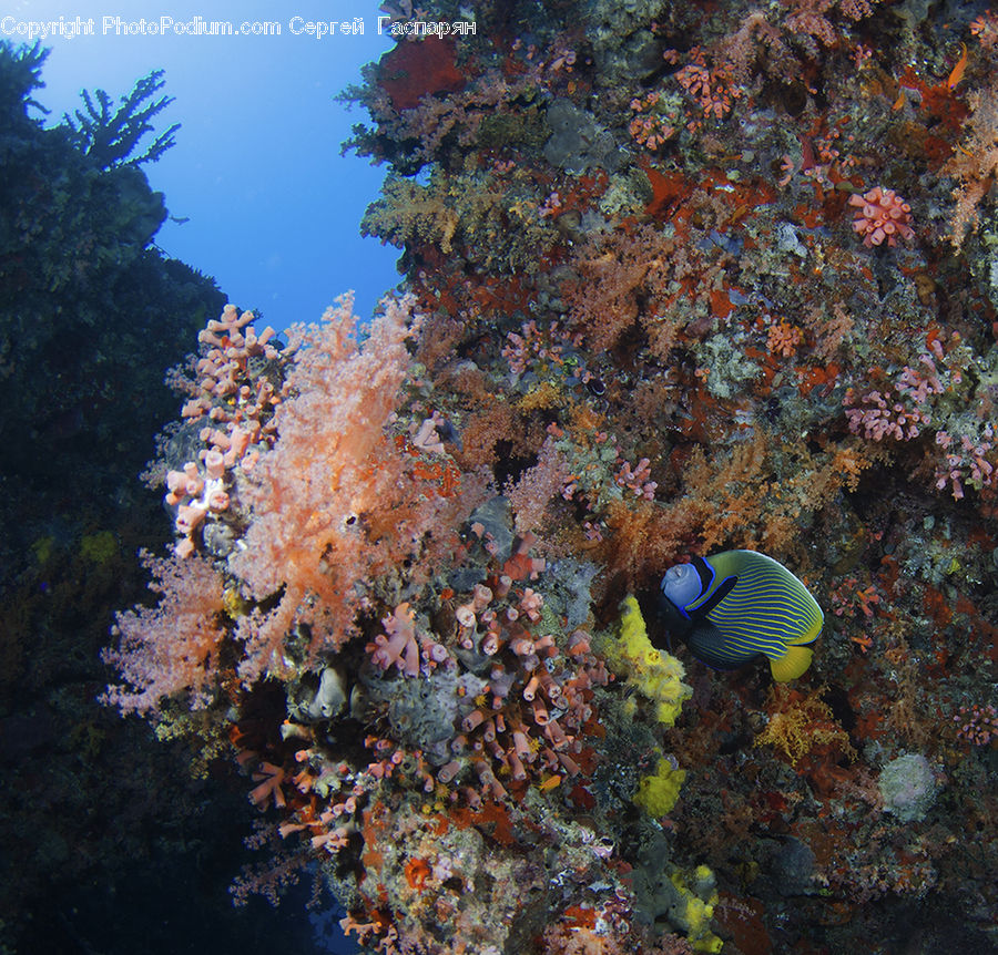 Coral Reef, Outdoors, Reef, Sea, Sea Life, Water, Conifer