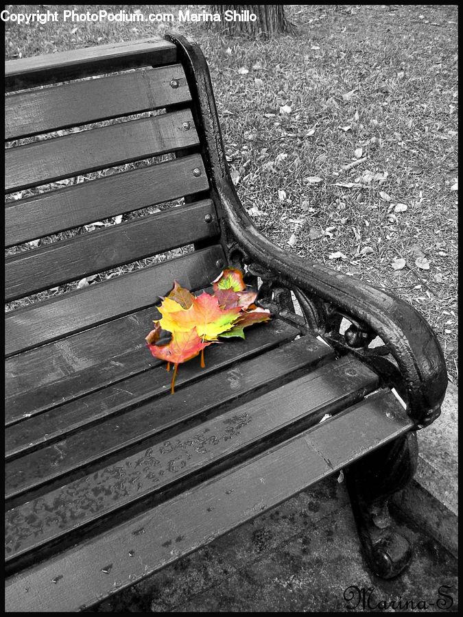 Bench, Maple, Maple Leaf, Plant, Ivy, Vine, Leaf