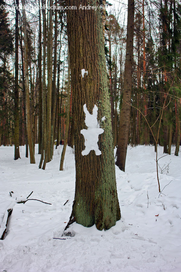 Forest, Vegetation, Conifer, Fir, Plant, Tree, Ice