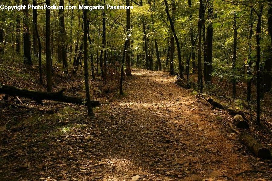 Forest, Vegetation, Path, Trail, Dirt Road, Gravel, Road