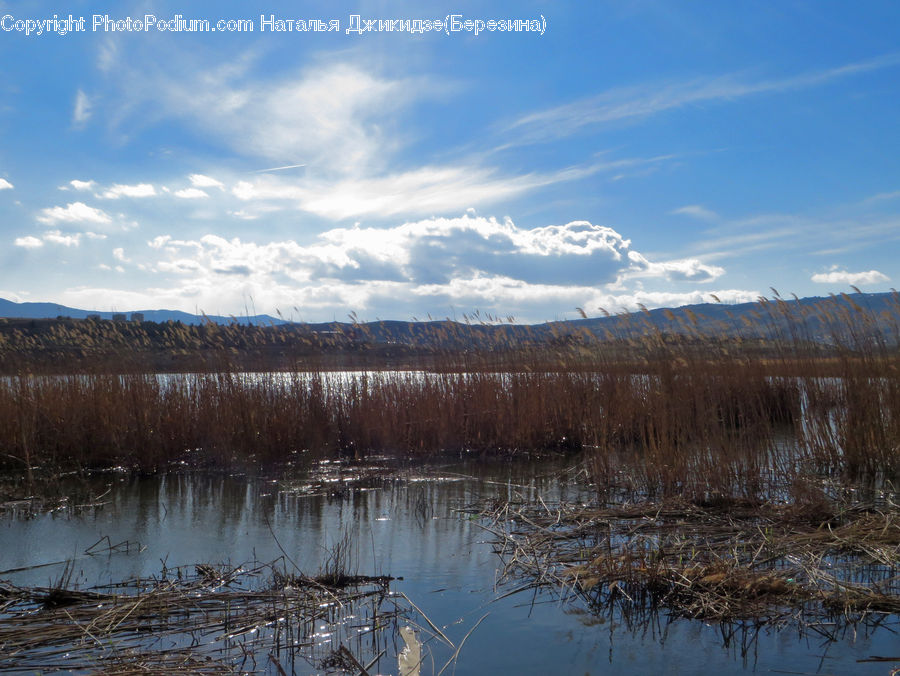 Land, Marsh, Outdoors, Swamp, Water, Grass, Plant