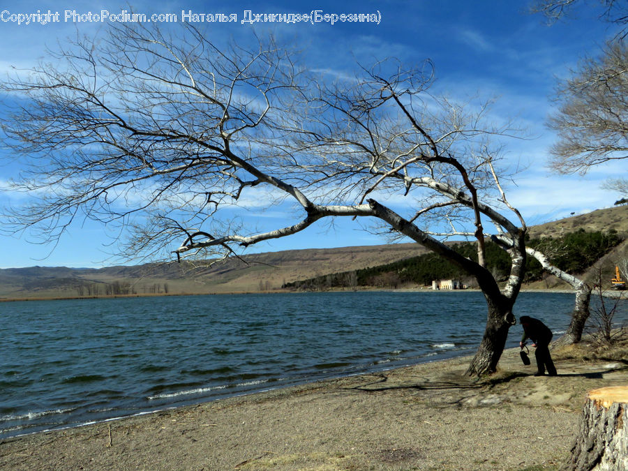 Plant, Tree, Beach, Coast, Outdoors, Sea, Water