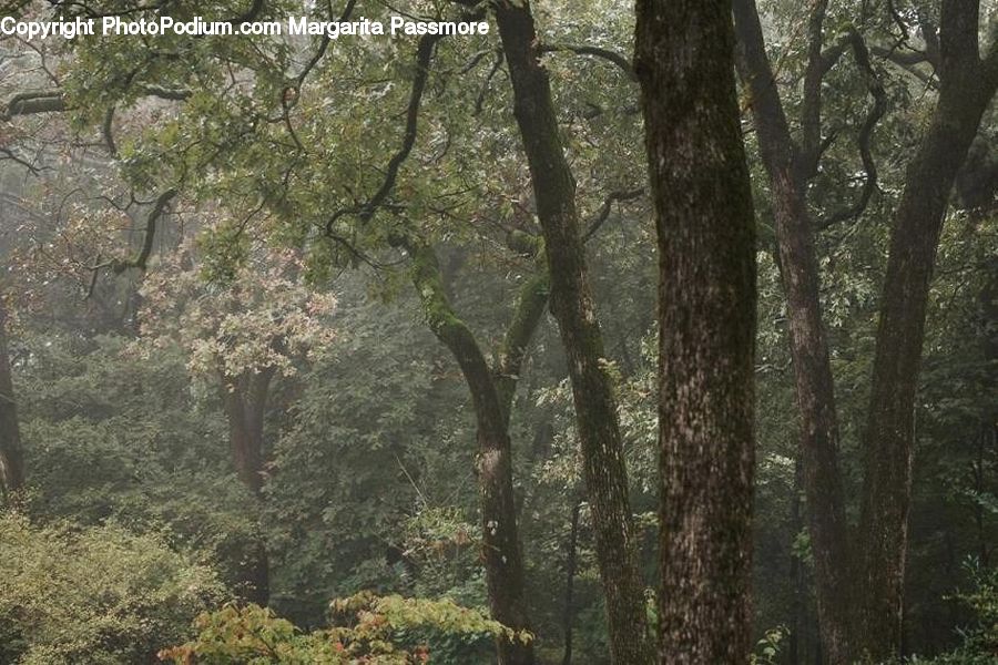 Forest, Vegetation, Grove, Land, Oak, Tree, Wood