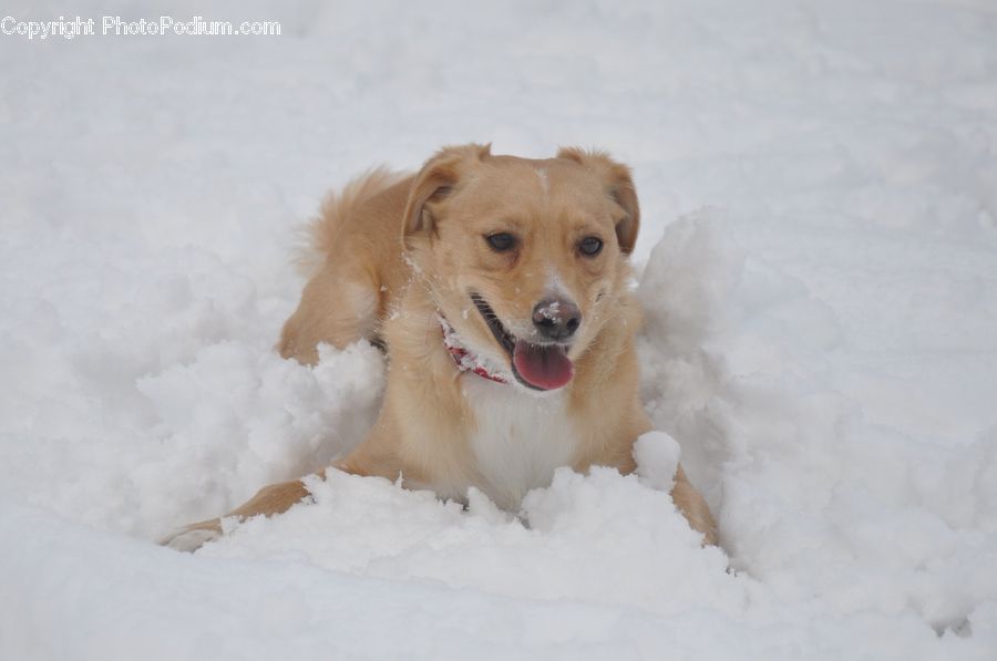 Animal, Canine, Dog, Golden Retriever, Mammal, Pet, Adorable