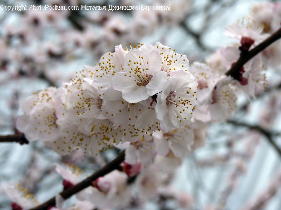Blossom, Flora, Flower, Plant, Cherry Blossom, Cream, Creme
