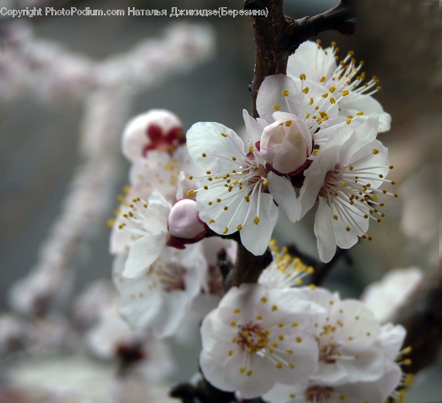 Blossom, Flora, Flower, Plant, Cherry Blossom, Anther, Petal