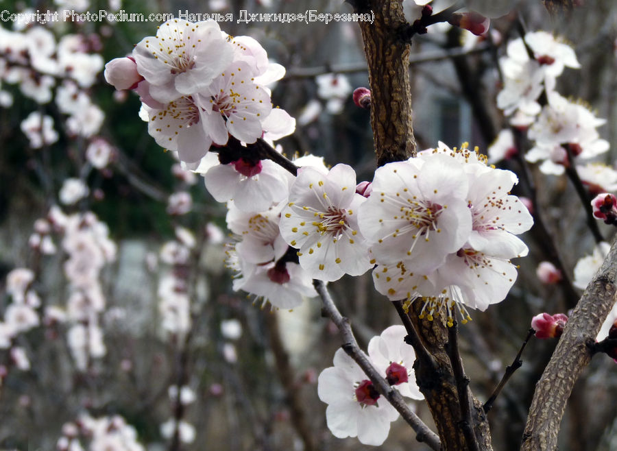 Blossom, Flora, Flower, Plant, Cherry Blossom
